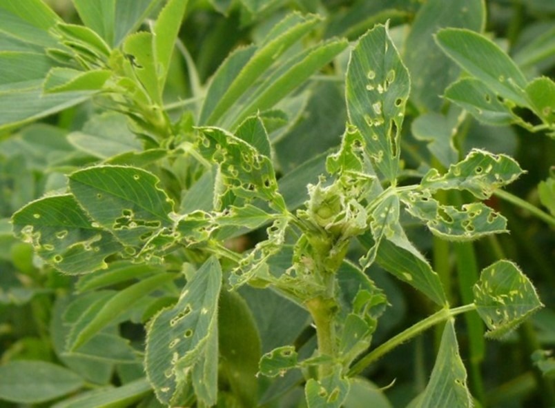 Green plant with leaves showing signs of insect damage, characterized by numerous holes and irregular patterns. No recognizable landmarks or historical buildings.