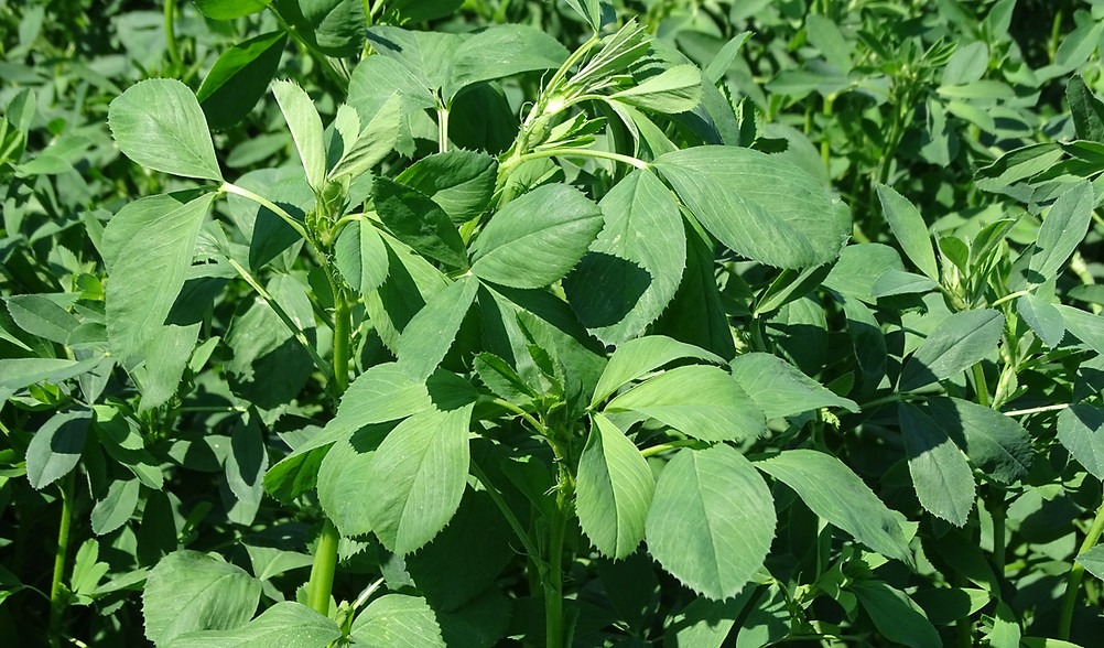 A close-up image of dense green alfalfa plants with multiple leaves, thriving in a garden or field under bright sunlight.