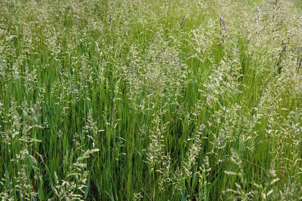 A dense field of green grasses and wildflowers in bloom, bathed in sunlight, with no visible buildings or people.