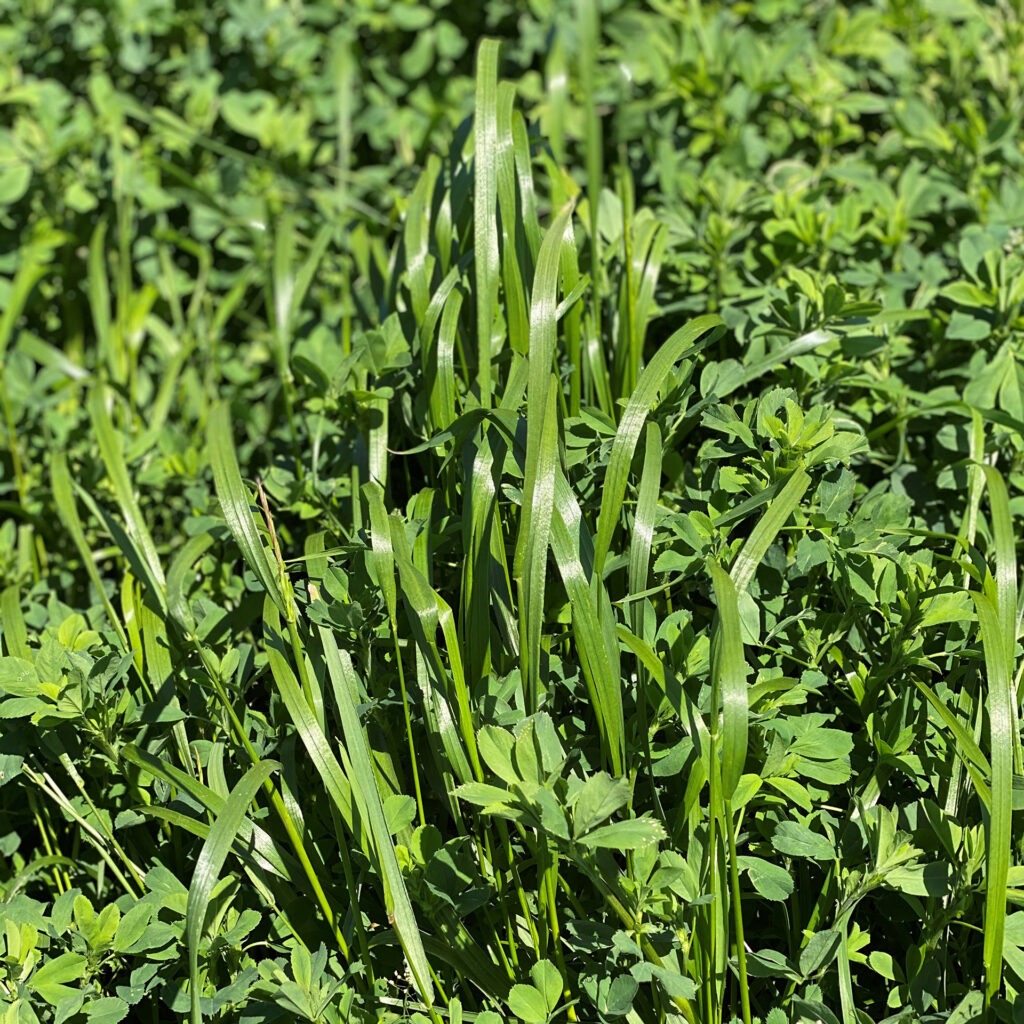 Close-up view of lush green grass and small plants in an outdoor setting, with sunlight highlighting the vibrant foliage.