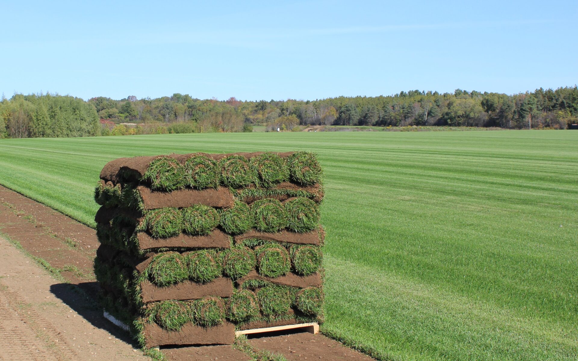 Rolled sod piles sit along the edge of a vast, green, well-maintained grass field with dense treeline in the background under a clear sky.