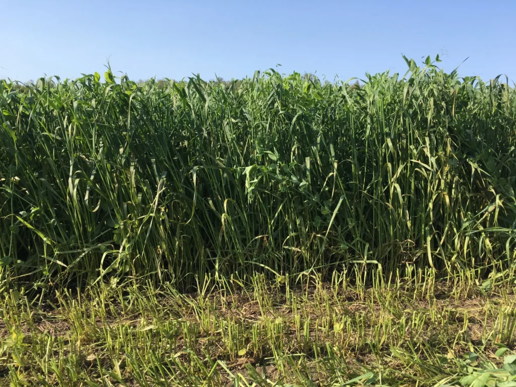 A dense field of tall green crops under a clear blue sky, with recently harvested shorter plants in the foreground.