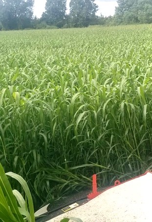 A dense field of green crops stretches towards distant trees under a cloudy sky. No recognizable landmarks or historical buildings are visible.