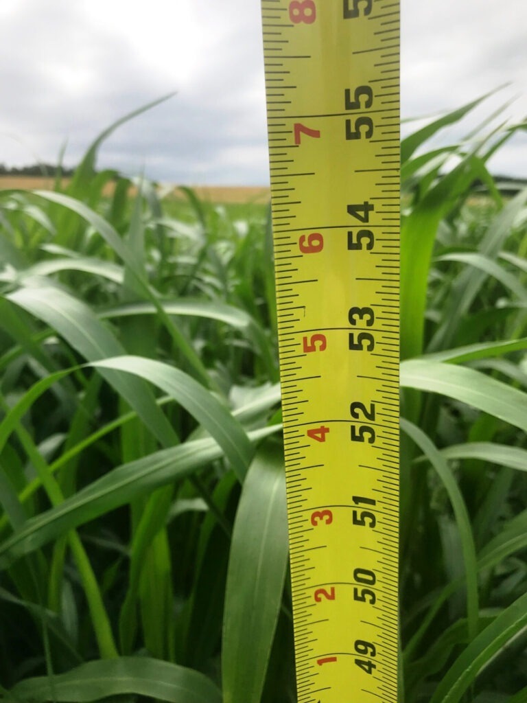 A tape measure shows plant height in a field, with overcast skies in the background. No recognizable landmarks or historical buildings are visible.