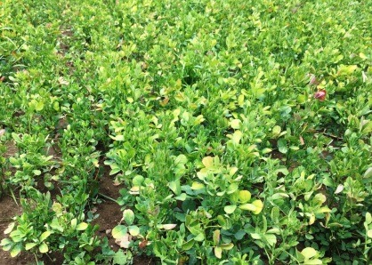 A dense field of lush green peanut plants growing in soil with young, vibrant foliage visible close-up under natural daylight conditions.