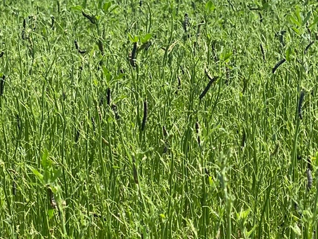 A lush green field of tall plants with slender stems and leaves, bathed in sunlight. No recognizable landmarks or buildings are visible.