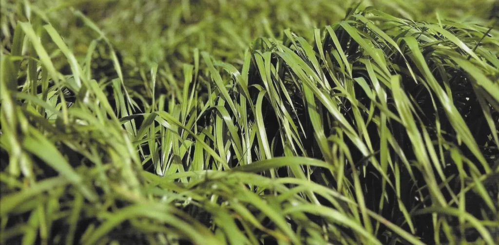 Close-up of lush, green grass blades densely packed together, creating a rich texture and vibrant natural scene with no visible landmarks or buildings.