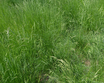 The image shows a patch of tall, lush green grass with various blades and thin stems, thickly and closely grown, without any visible structures or people.