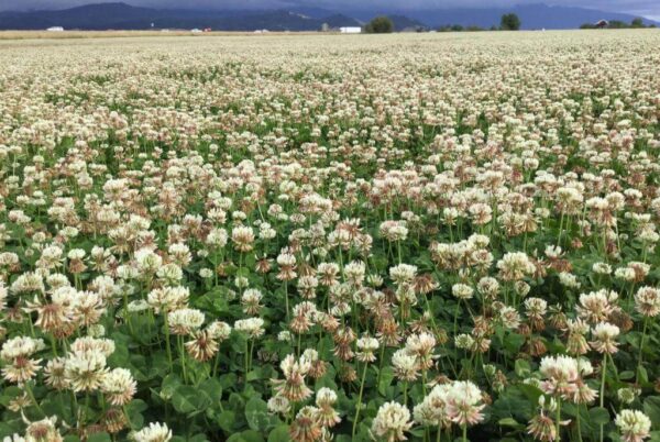 A vast field of blooming white clover flowers stretches towards distant mountains under a cloudy sky, with scattered buildings in the background.