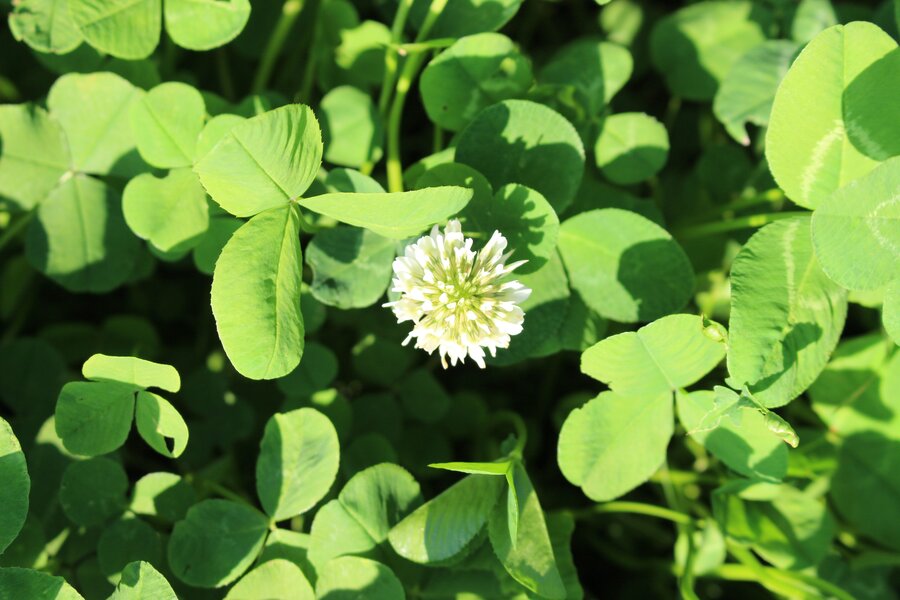 A close-up of green clover leaves with a white clover flower in the center, basking in bright sunlight. No landmarks visible.