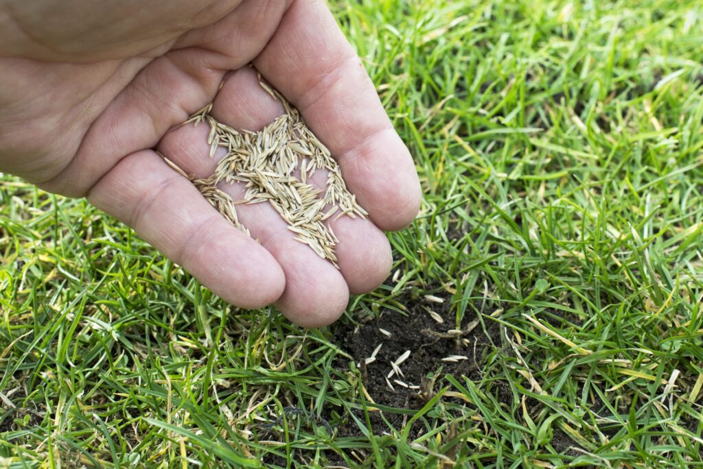 A person is holding grass seeds in their hand, preparing to plant them on a green lawn. No landmarks or historical buildings are visible.