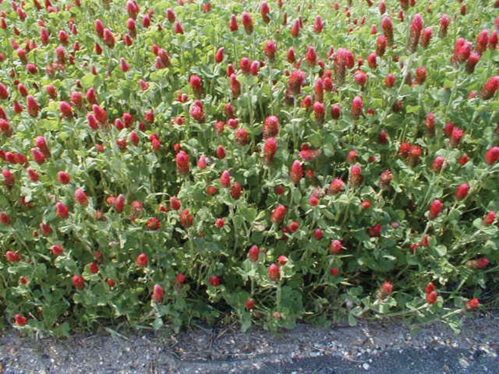 A vivid patch of crimson clover in bloom, bright red flowers stand out against green leaves, bordered by a patch of gravel.