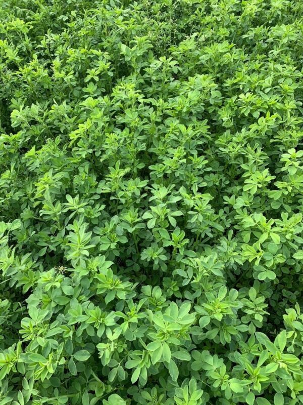 The image shows a dense field of healthy, green alfalfa plants with lush foliage, covering the entire frame without any visible landmarks or buildings.