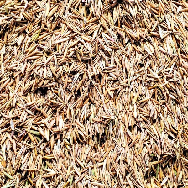 A close-up image of a large pile of brown rice grains, highlighting their texture and natural color variations.